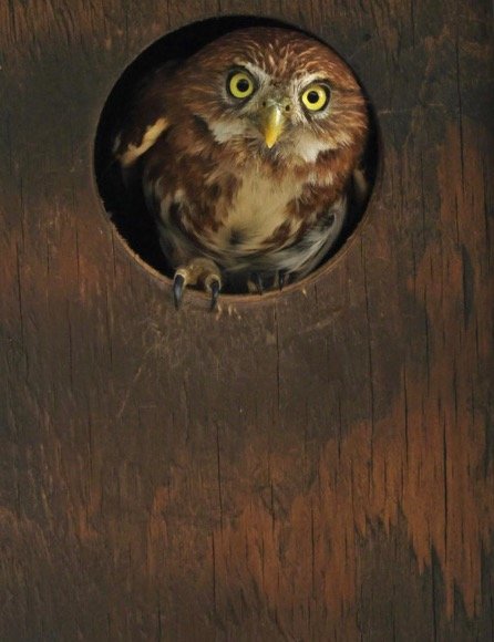 Adult Ferruginous Pygmy Owl emerging from one of the nest boxes on the hotel grounds.