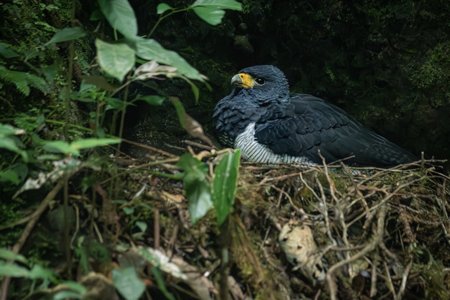 Barred Hawk (Leucopternis princeps). Rio Dante.