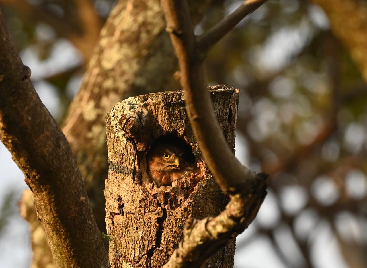 After 8 years of research they recorded the first use of a Ferruginous Pygmy Owl using a natural cavity, a result likely made possible by annual pruning. The team only prunes after the owls have finished their nesting season. They leave dead branches, which are then used by woodpeckers, resulting in cavities. This information has been shared with companies that have joined the owl program.