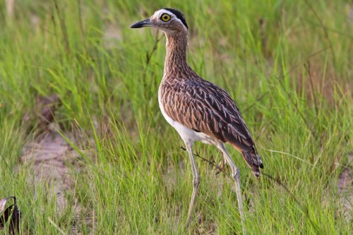 Double-striped Thick-knee (Hesperoburhinus bistriatus) Anne van der Wal.